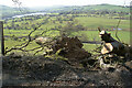 Dismembered fallen tree