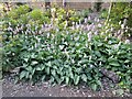 Flowers in Golders Hill Park, Golders Green