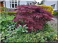 Red acer on Wild Hatch, Hampstead Garden Suburb