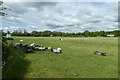 Sheep near Silverstone