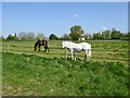 Horses at Bluegate Hall