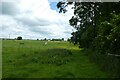 Footpath beside a horse paddock