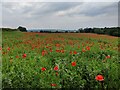 A field of poppies along Axborough Lane