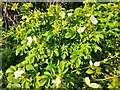 White roses in Gladstone Park, Cricklewood