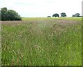 SU7856 : Elvetham - Grassy field near Old Rectory by Rob Farrow