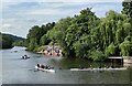 SO7875 : Rowers on the River Severn at Bewdley by Mat Fascione