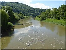 SO5301 : The River Wye at Brockweir by Philip Halling