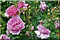 Woodchurch, Boldshaves Garden: Rose 2