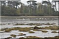 Mudflats, Inner Dundrum Bay