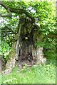 SO5404 : Old sweet chestnut tree by Philip Halling