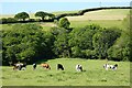 Pasture, St Columb Major