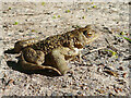 NH6855 : Toad sunbathing on the Upper Drive, Rosehaugh by Mary Paren