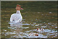 Goosander and Chicks