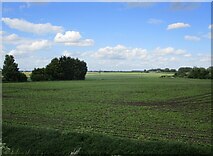 TL5982 : Field of sugar beet at Prickwillow by Jonathan Thacker