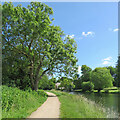 TL4860 : Fen Ditton: green leaves and blue sky by John Sutton