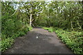 TQ2171 : Beverley Brook Walk by N Chadwick
