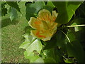 SP6206 : Flower of a Tulip Tree at Waterperry Gardens by David Hillas