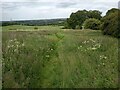 Path through meadow