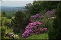 Rhododendrons at High Brocka Bank