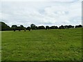 Cattle in a field off Woodhall Road