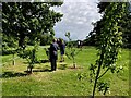 Young trees, Moira Demesne