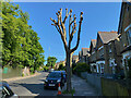 Pollarded street tree, South Croxted Road, Gipsy Hill, London