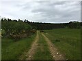 Track towards Craiglich