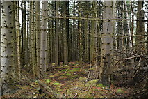 J3729 : Conifers, Donard Wood by N Chadwick