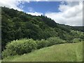 Banks of the River Wye