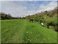 SO7582 : Horses along the Severn Way by Mat Fascione