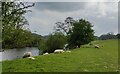 SO7581 : Sheep along the River Severn by Mat Fascione
