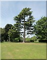 SP1998 : Cedar tree at Middleton Hall by Oliver Dixon