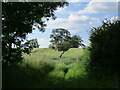 SK9206 : Gate and grass field near Barnhill Creek by Jonathan Thacker