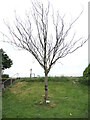 ST5385 : A tree memorial by the shore by Neil Owen