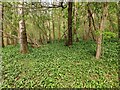 Wild garlic in Hall Close Coppice