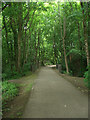 National Cycle Route 4 amid tall trees at Kenfig Hill