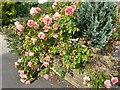 Roses on Rushgrove Avenue, Colindale 