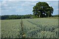 Farmland, Colemore