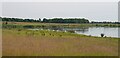 Pool with wildfowl near Grimley