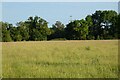 Pasture, Wokefield