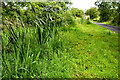 Sweet flag grass, Straduff