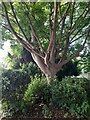 Tree in Rushgrove Park, Colindale