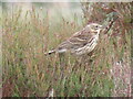 SE6092 : Meadow Pipit by T  Eyre