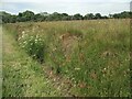 Flora on the common, Cefn Cribwr