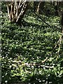 SJ1254 : Wood anemones in Eyarth House Woods by Eirian Evans