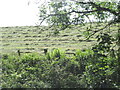 Cut grass, Anworth