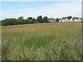 Mynydd Bach Common, Cefn Cribwr