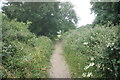 Path towards Brocket Hall