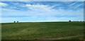 Fields near Inverkeilor