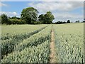 Tractor tracks across field of wheat